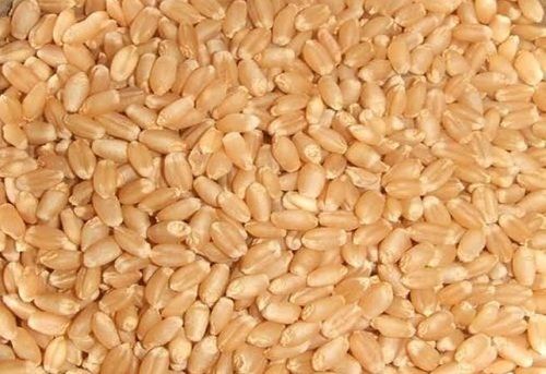 Natural Brown Color Organic Wheat With Grade A, Rich In Fibre And Protein Broken (%): 3%