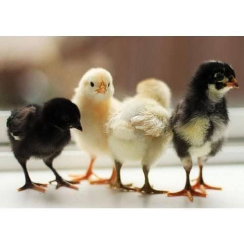 Poultry Farm Chicks