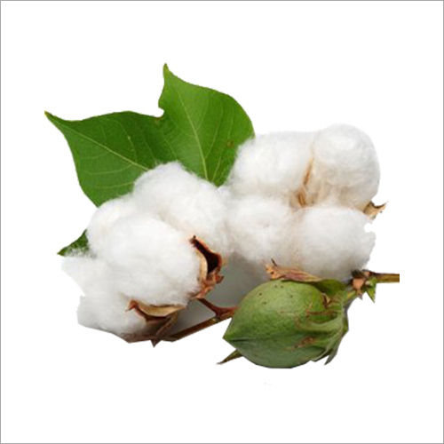 A Grade 100% Pure Organic Raw White Cotton For Garments Industry