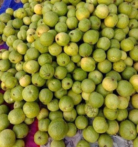 A Grade, Rich Source Of Vitamins And Nutrients Green Color Natural Fresh Guava