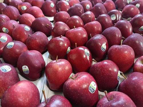 Common Chemical And Pesticide Free Healthy And Nutritious Rich In Dietary Fibres Fresh Red Apple