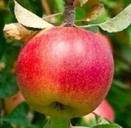 Healthy And Nutritious Mouthwatering Sweet Taste Fresh Red Color Apples