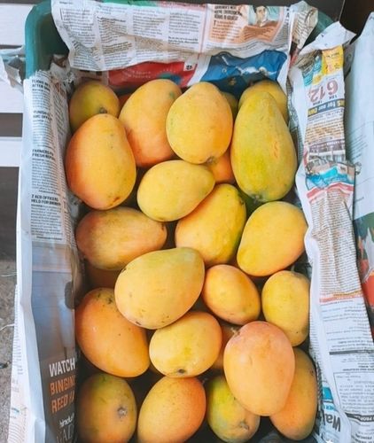 Rich Source Of Vitamins And Minerals Natural Fresh Yellow Colour Mango
