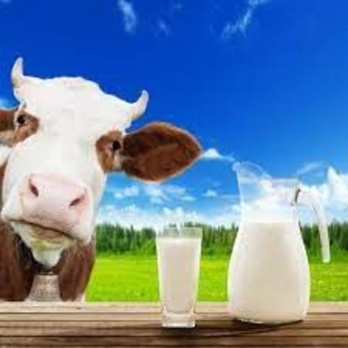 100% Pure Fresh Buffalo White Milk For Coffee, Cream, Making Tea, Sweet, 5.88 Gram Fat Age Group: Children