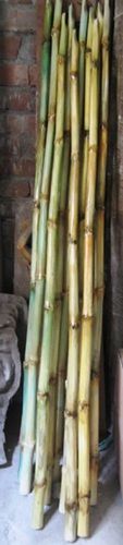 Easy To Use Eco Friendly Skewers Polished Natural Fiberglass Bamboo Sticks