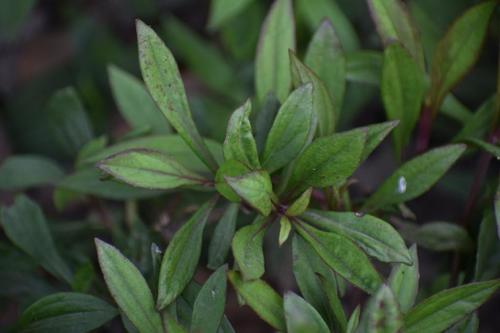 Powder Non Toxic And Safe Edible Herb Stevia Ayurvedic Medicinal Plant For Agriculture