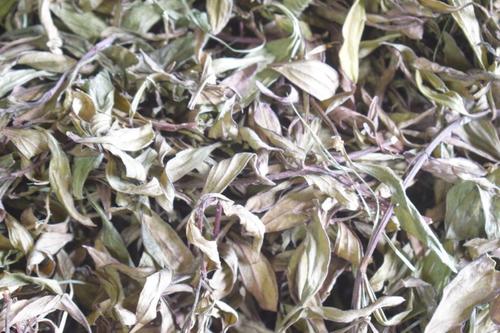 Safe And Non-Toxic Green Many Benefits Dried Sage Medical Plant 