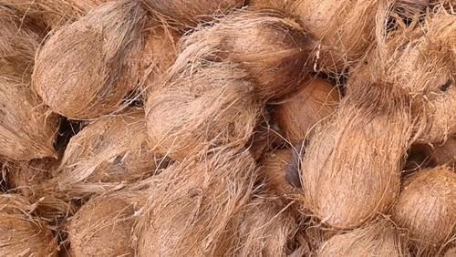 Great Source of Dietary Fiber, Minerals, Vitamins and Antioxidants Tidal Mature Brown Coconut