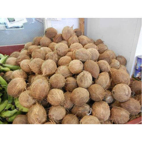 Brown Great Source Of Healthy Fats And Lauric Acid Round Shape Matured Coconut