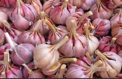 A Grade 100% Fresh And Natural Rich Source Of Nutrition Chemical Free Garlic