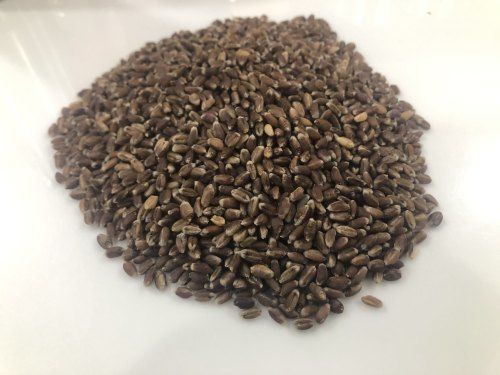 Dried And Cleaned Black Wheat Or Triticum Aestivum Or Kala Gehun, Pack Of 1 Kg