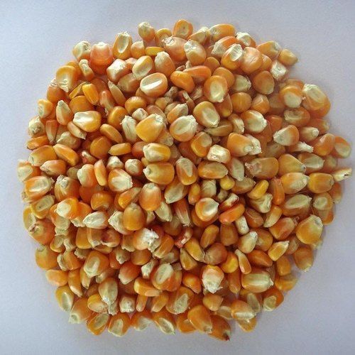 Dried And Natural Yellow Cleaned Maize Seed, 1 Kilogram Bag