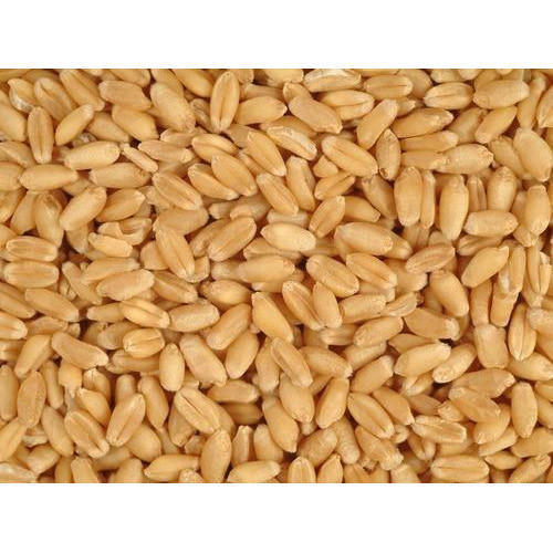 Brown Natural And Healthy Wheat With 1 Year Shelf Life And Rich In Vitamin B6, B12