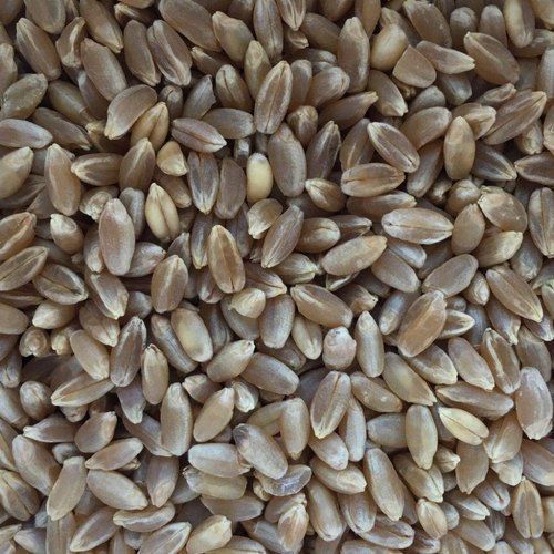 Organic Black Wheat Seed Grian Contains Antioxidants B Vitamins Folic Acid Selenium Admixture (%): 5%