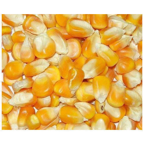 Raw and Yellow Maize With 6 Months Shelf Life and Rich in Essential Vitamins and Minerals