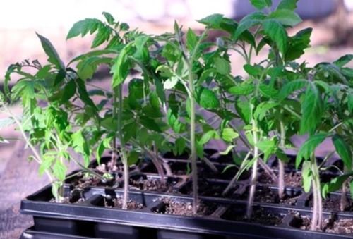 4 Inch Tomato Nursery Plant For Agriculture Farming Use