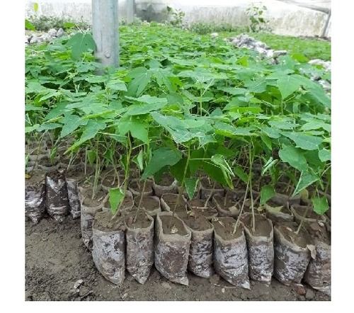  कृषि के लिए 6 इंच पपीता का पौधा उच्च उत्पादक के साथ उपयोग करें