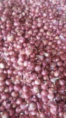 Premium Export Quality Malowal Organic Farm Fresh Red Onion