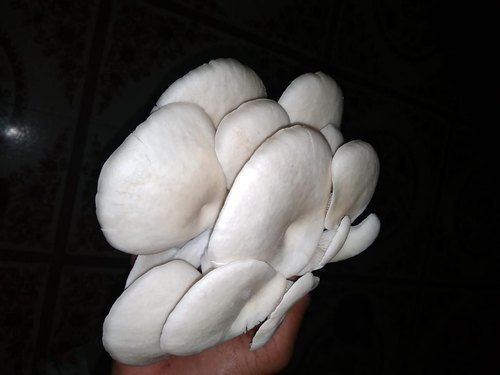 Pure And Natural Oyster Mushroom With High Nutritious Value
