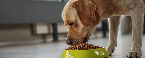 Reasonable Rates and Premium Quality Dry Dog Food, Chicken Flavor