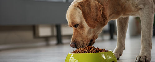 Reasonable Rates And Premium Quality Dry Dog Food, Chicken Flavor