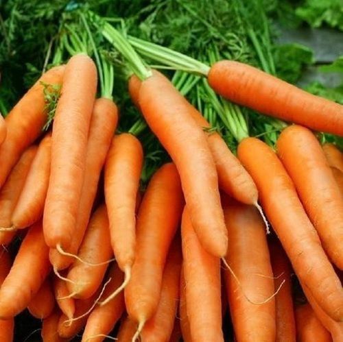  Healthy And Natural Organic Fresh Orange Carrots With Natural Taste 