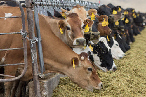 Brown Color Natural Live Cow For Milk Gender: Both