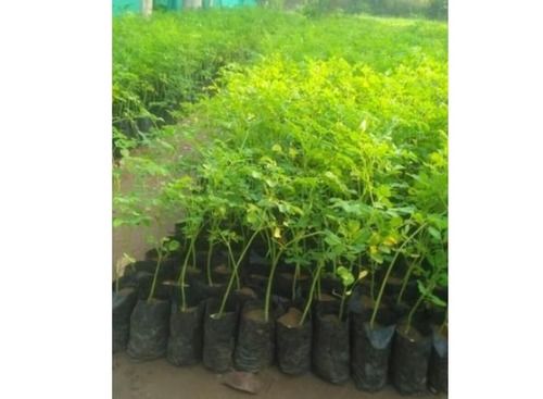 Green Drum Stick Nursery Plant For Gardening And Agriculture Use