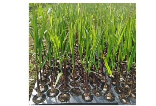 Green Sugarcane Nursery Plant For Agriculture Use