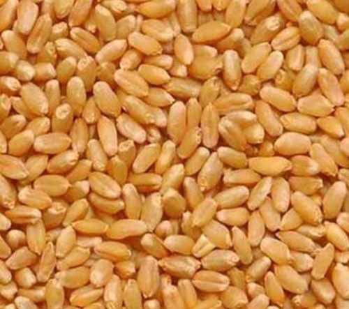 Organic Wheat Used In Making Chapati, Khakhara(Gluten Free)