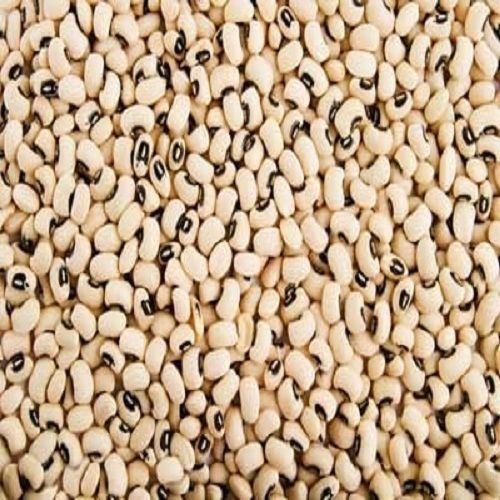 100% Organic And Farm Fresh White Soyabean, Rich In Fiber And Protein Broken Ratio (%): 10%