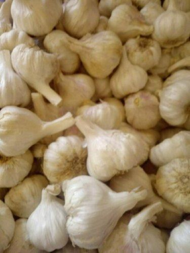 Organic And Dried Potent Medicinal White Garlic