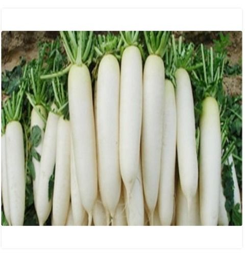 Organic Farm Fresh White Radish 