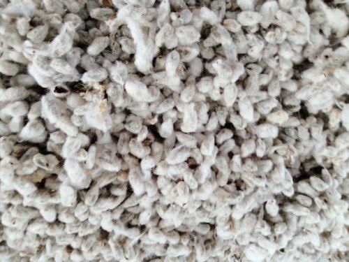 Fresh Pure Natural And Grows Fast Good Source Of Protein Minerals And Vitamins White Cotton Seeds