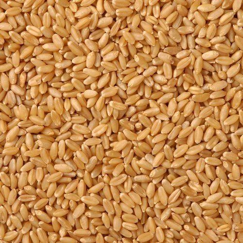 Normal Graded, Sorted, Premium Quality Natural And Healthy Brown Milling Wheat