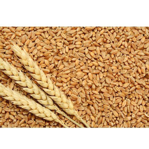 High In Fiber, Good Source Of Magnesium And Manganese Premium Brown Milling Wheat 