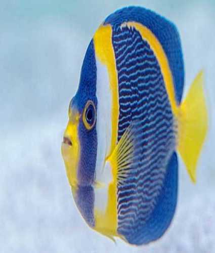 Ornamental Fish In Blue And Yellow Color For Commercial Purpose, 8 Cm