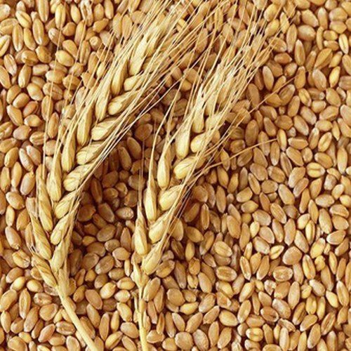 Reasonable Rates High In Protein, Good Source Of Fiber Healthy And Brown Milling Wheat 