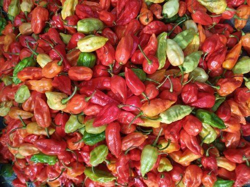  Healthy And Beneficial Bhut Jolokia/ Ghost Paper With No Preservatives And Colors