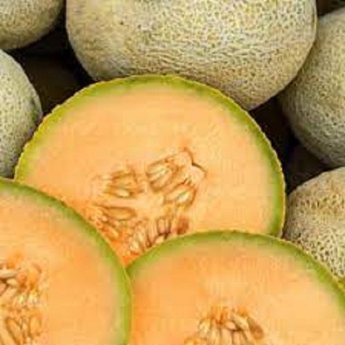 100% Fresh And Pure Natural Muskmelon Rich Source Of Vitamins Or Minerals