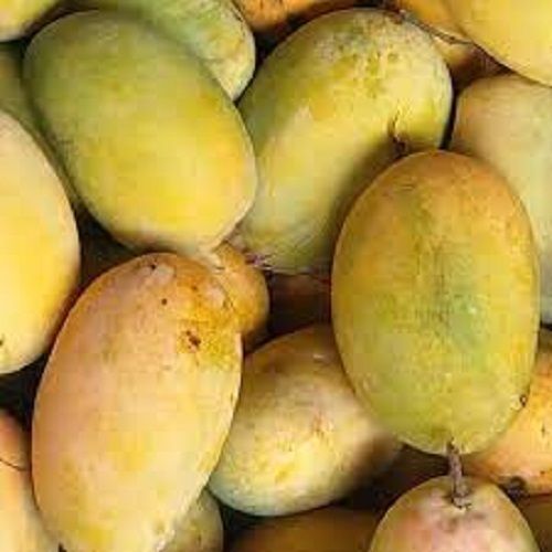 100 Percent Fresh And Pure Sweet Taste Delicious Mango With Rich Source Of Vitamin C