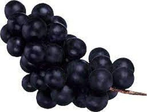 A Grade 100 Percent Pure Natural Sweet And Sour Juicy Organic Fresh Black Grapes