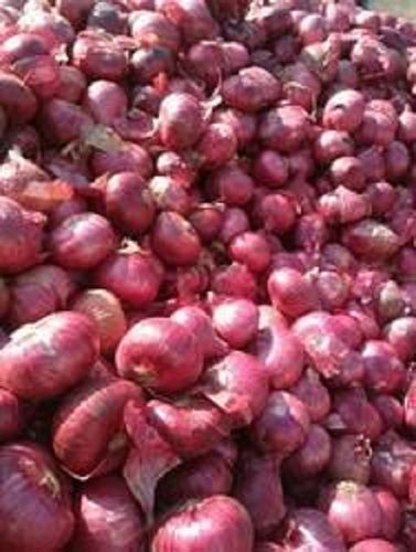 Enhance The Flavor Rich Healthy Natural Taste Fresh Red Onion