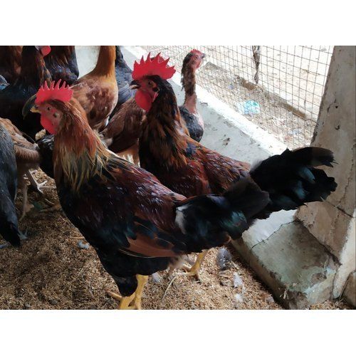 Healthy And Vaccinated Desi Live Chicken 