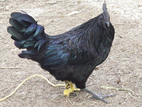 Healthy And Vaccinated Jet Black Kadaknath Female Live Chicken Weight: 1  Kilograms (Kg)