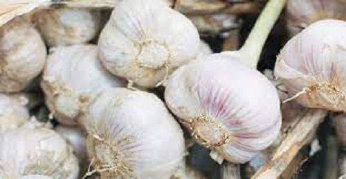 No Artificial Color Chemical Free Healthy Natural Rich Taste Organic White Fresh Garlic