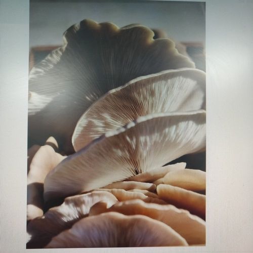 Dried Wholesale Price Food Grade Natural And Organic Oyster Mushroom