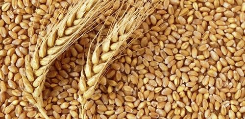  Healthy Rich In Fibre, Nutrients Hard Form Light Brown Whole Grain Wheat 