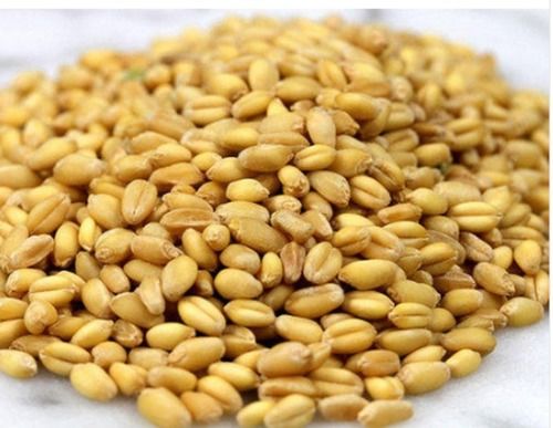 Easy To Digest Good For Health Pesticide Free Golden Dried Wheat Seed