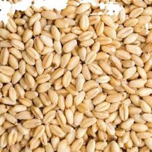 High-Protein And Healthier Certified Organic Wheat 